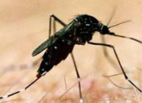dengue