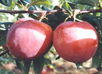 ameixa