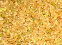arroz transgenico