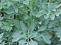 arruda