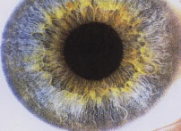 iridologia_integrada