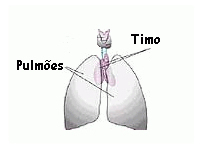 timo