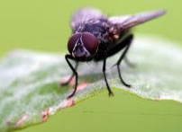 repelente mosquito