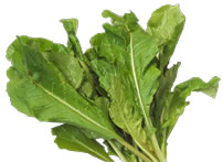 rucula